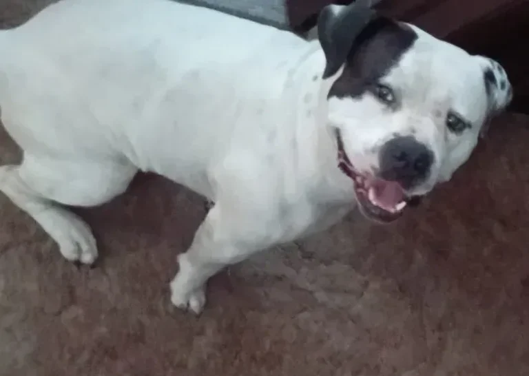 Tommy, lost dog, American bulldog