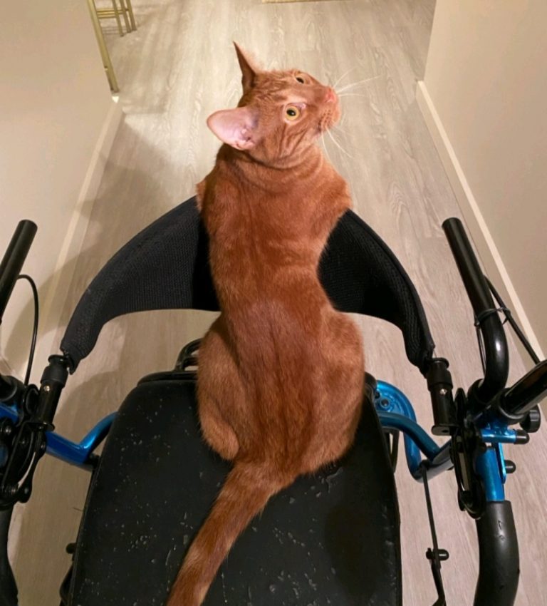 Sampson, lost cat, Tabby
