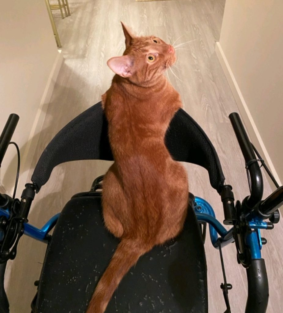 Sampson, lost cat, Tabby
