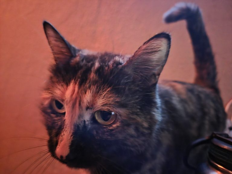 Mavis, lost cat, Tortoiseshell