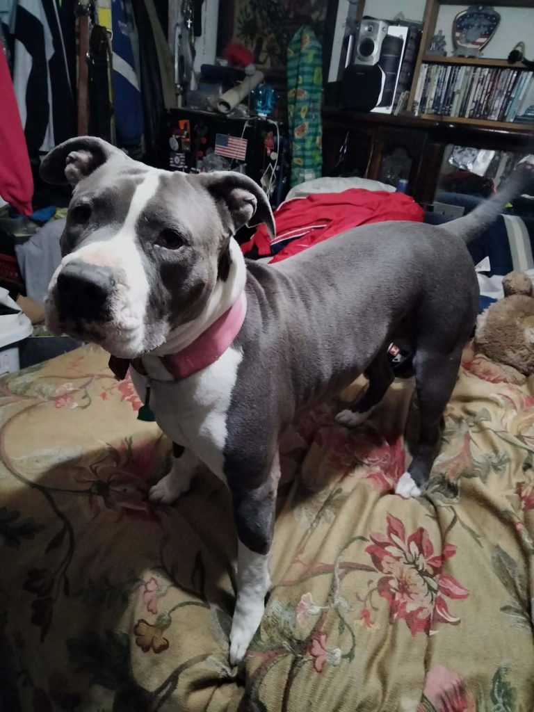 Dot, lost dog, pit bull