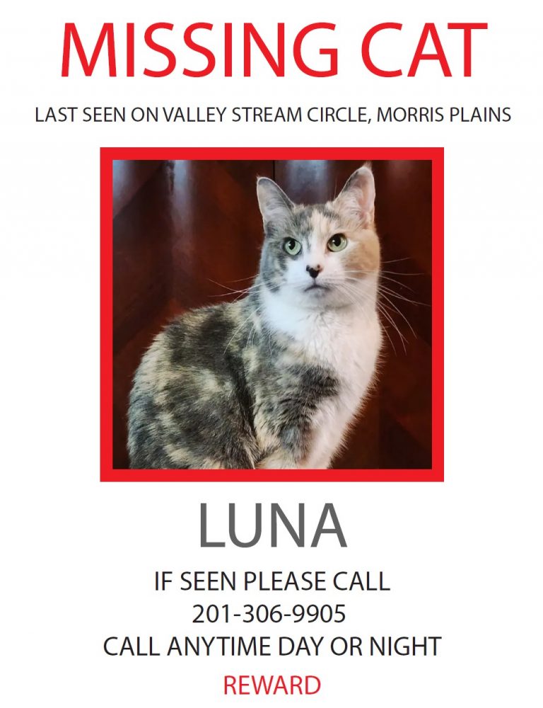Luna, lost cat, Calico