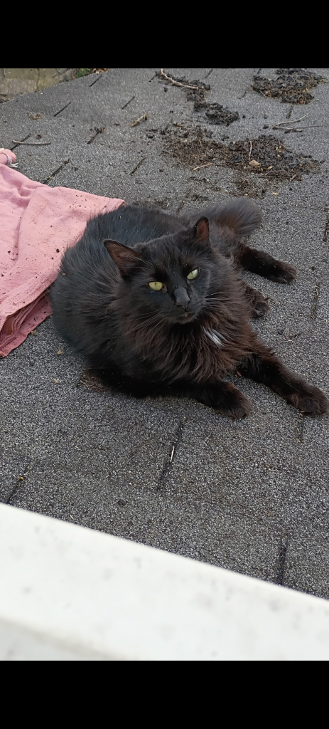 Ninja, lost cat, Long hair