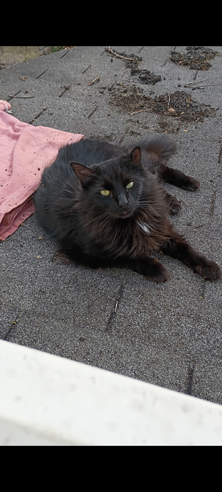 Ninja, lost cat, Long hair