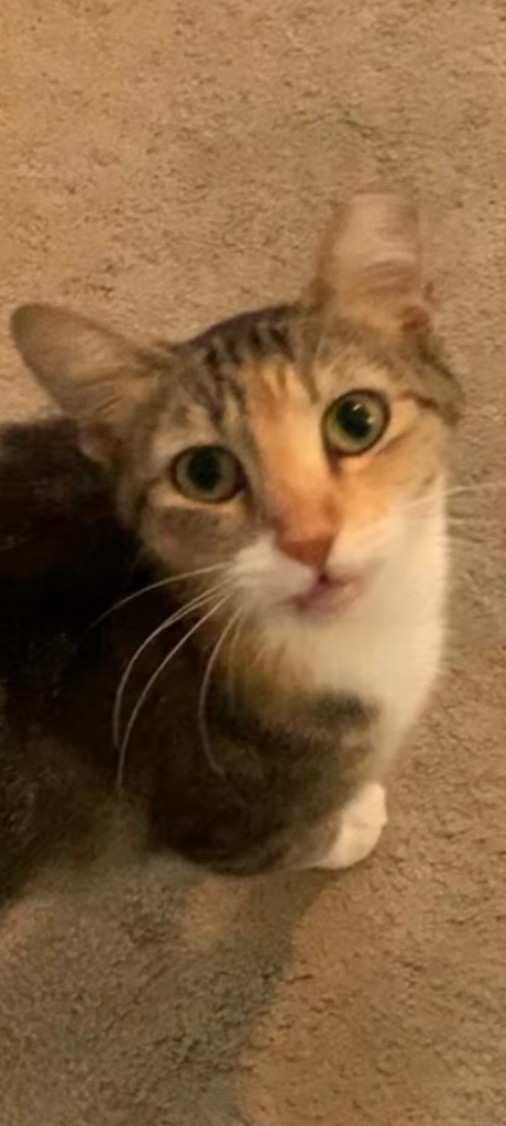 Baby Girl, lost cat, Calico mix
