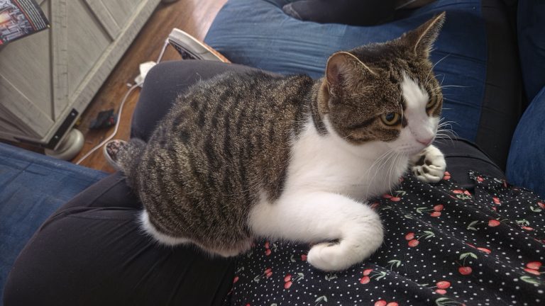 Lily, lost cat, DSH