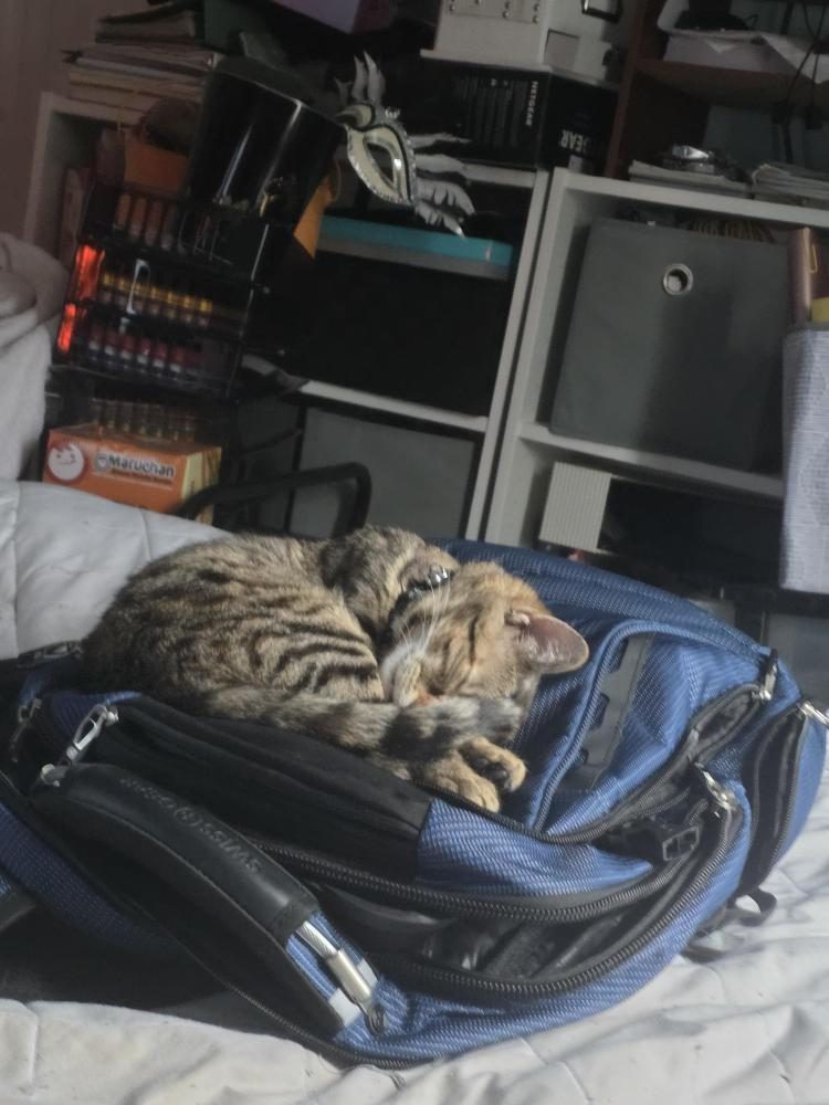 Ella, lost cat, Silver mackerel shorthair
