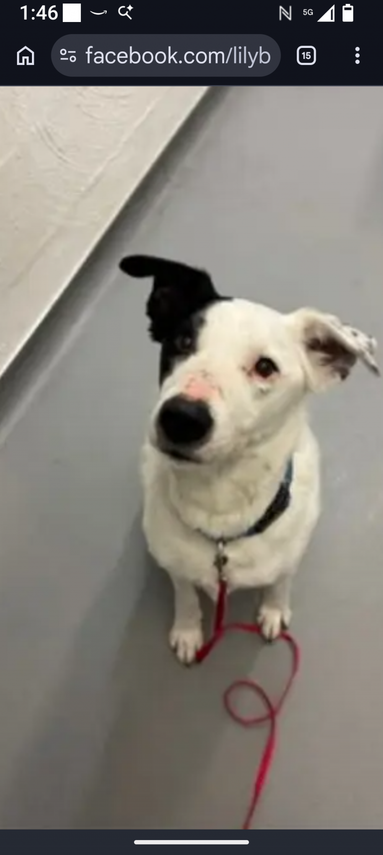 Oliver, lost dog, Australian Shepherd and border collie