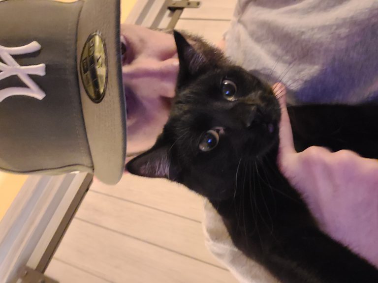 Live, lost cat, Bombay