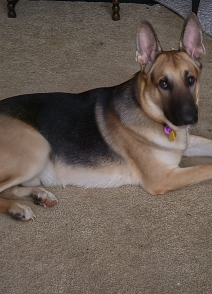 Gunner, lost dog, German shepherd