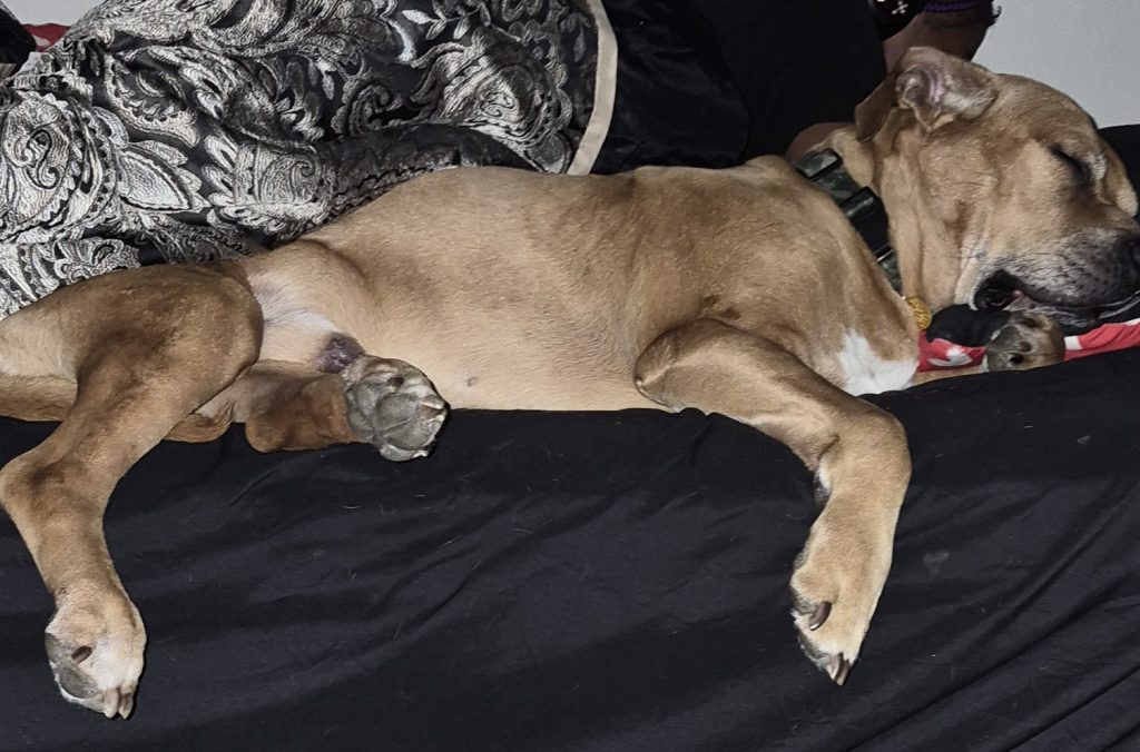 Mac, lost dog, Golden retriever mix with pit bull