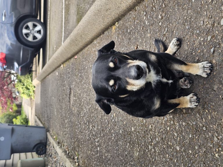 Randall, lost dog, Dachshund / Beagle Mix