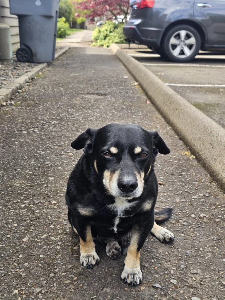 Randall, lost dog, Dachshund / Beagle Mix