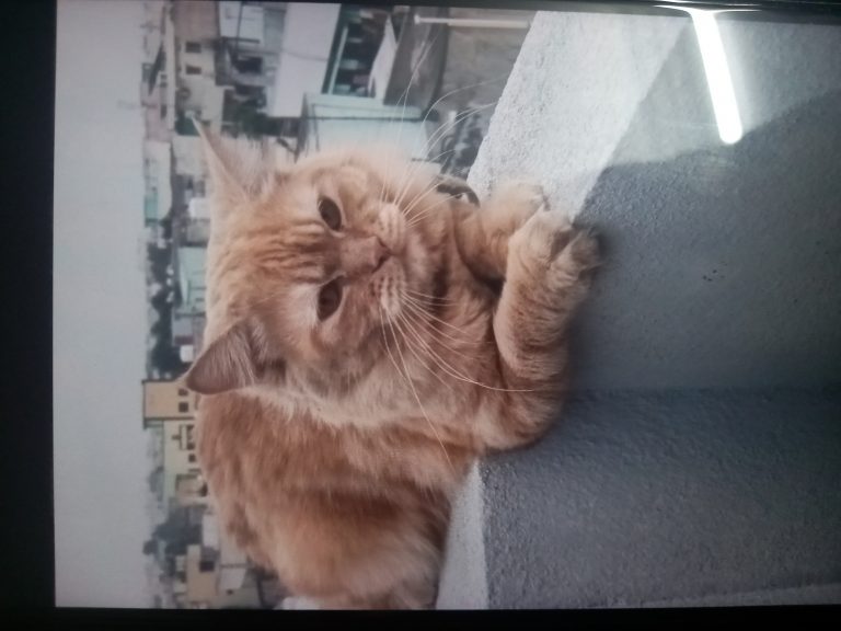 Shiro, lost cat, Persion