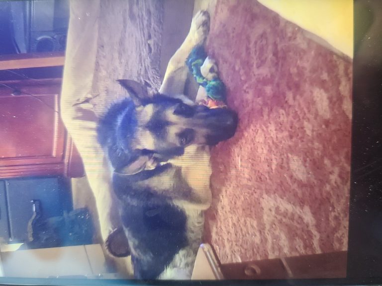 Kane, lost dog, Sheph.nErd