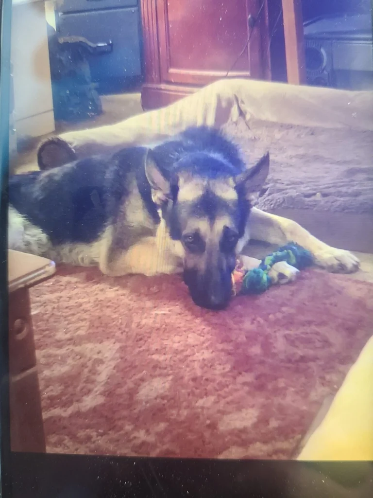 Kane, lost dog, Sheph.nErd