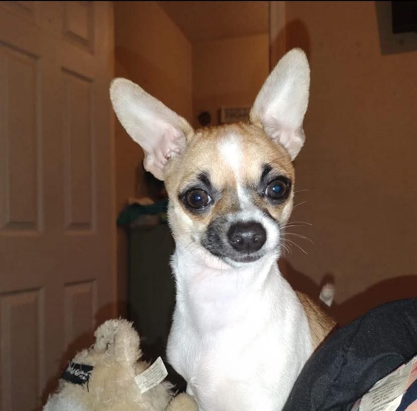 Jersey, lost dog, Chihuahua
