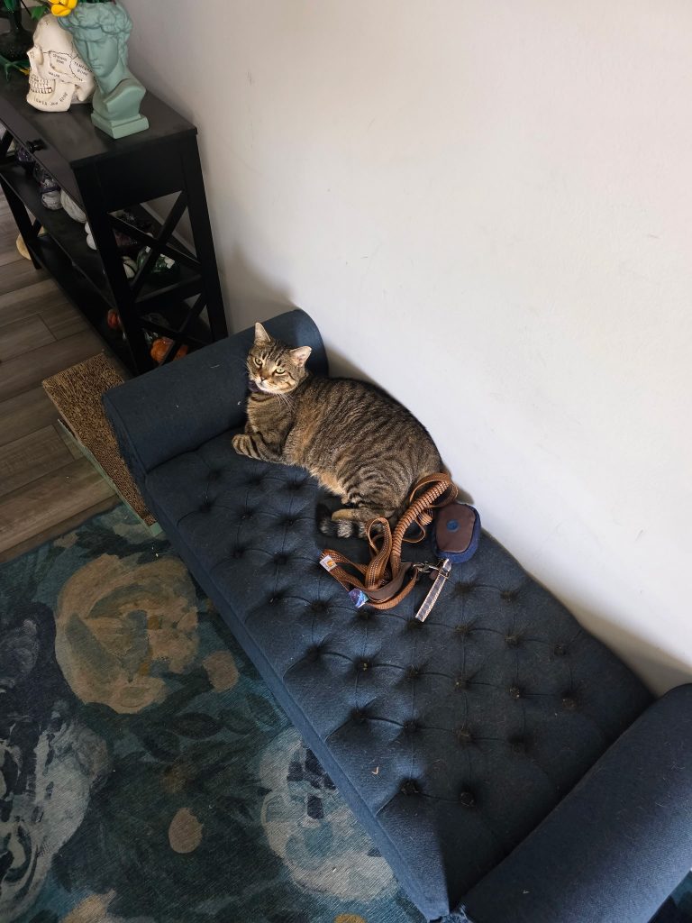 Airplane, lost cat, Tabby