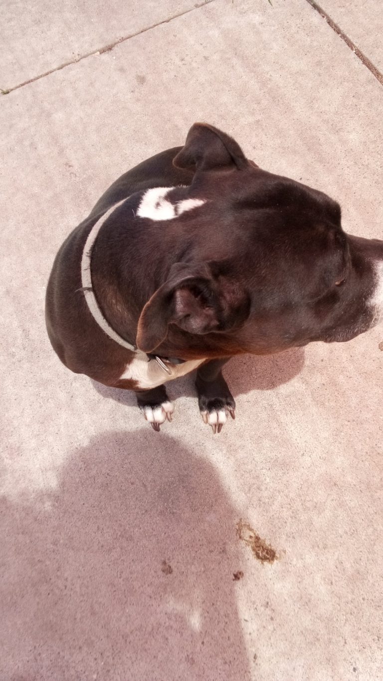 Nova, lost dog, America pitbull