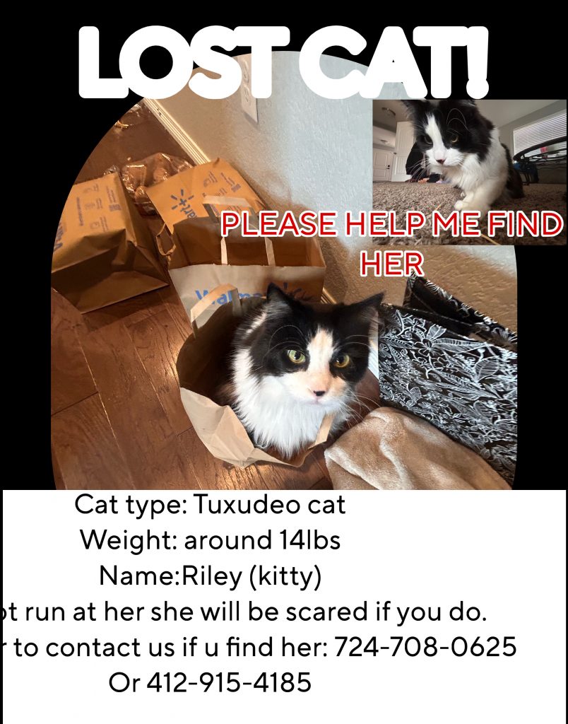 Riley (kitty/princess), lost cat, Tuxedo cat