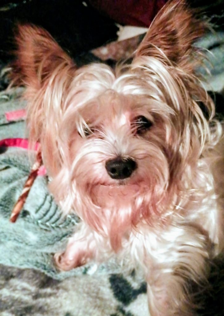 Ryder, lost dog, Silky/Dorky Terrier