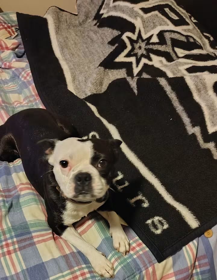 Buster, lost dog, Boston terrier