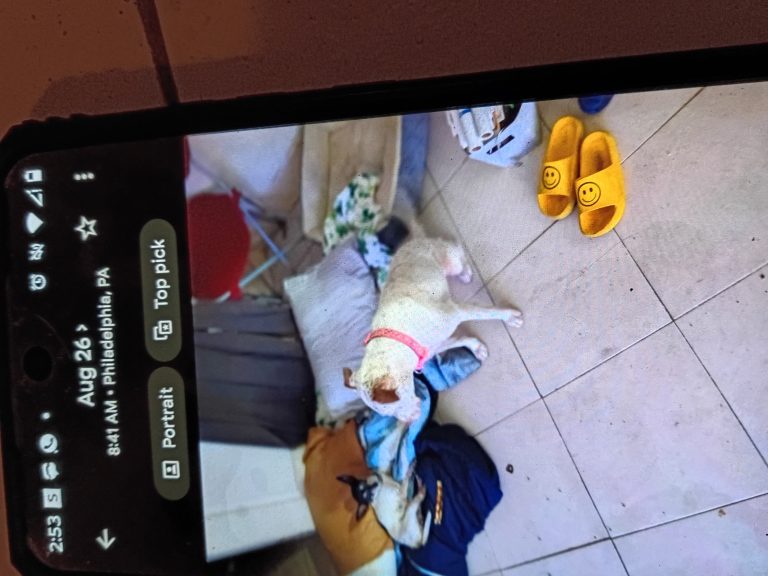 Narco, lost dog, Chihuahua