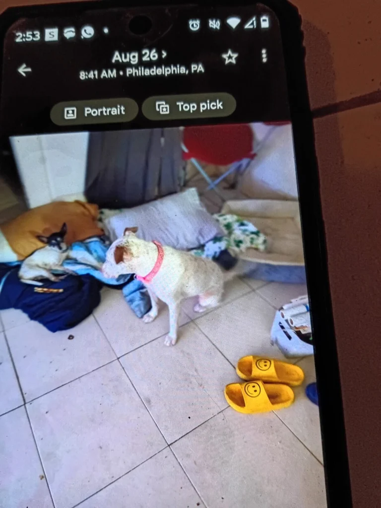 Narco, lost dog, Chihuahua