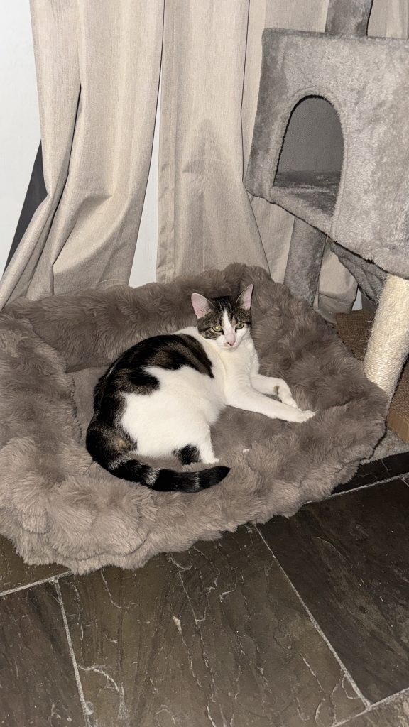 Monroe, lost cat, Mestizo