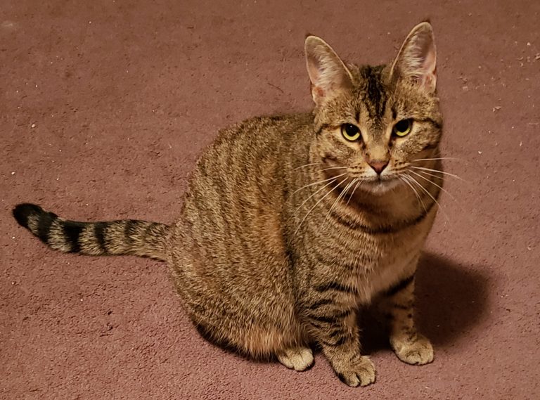 Lily, lost cat, Domestic short haired cat