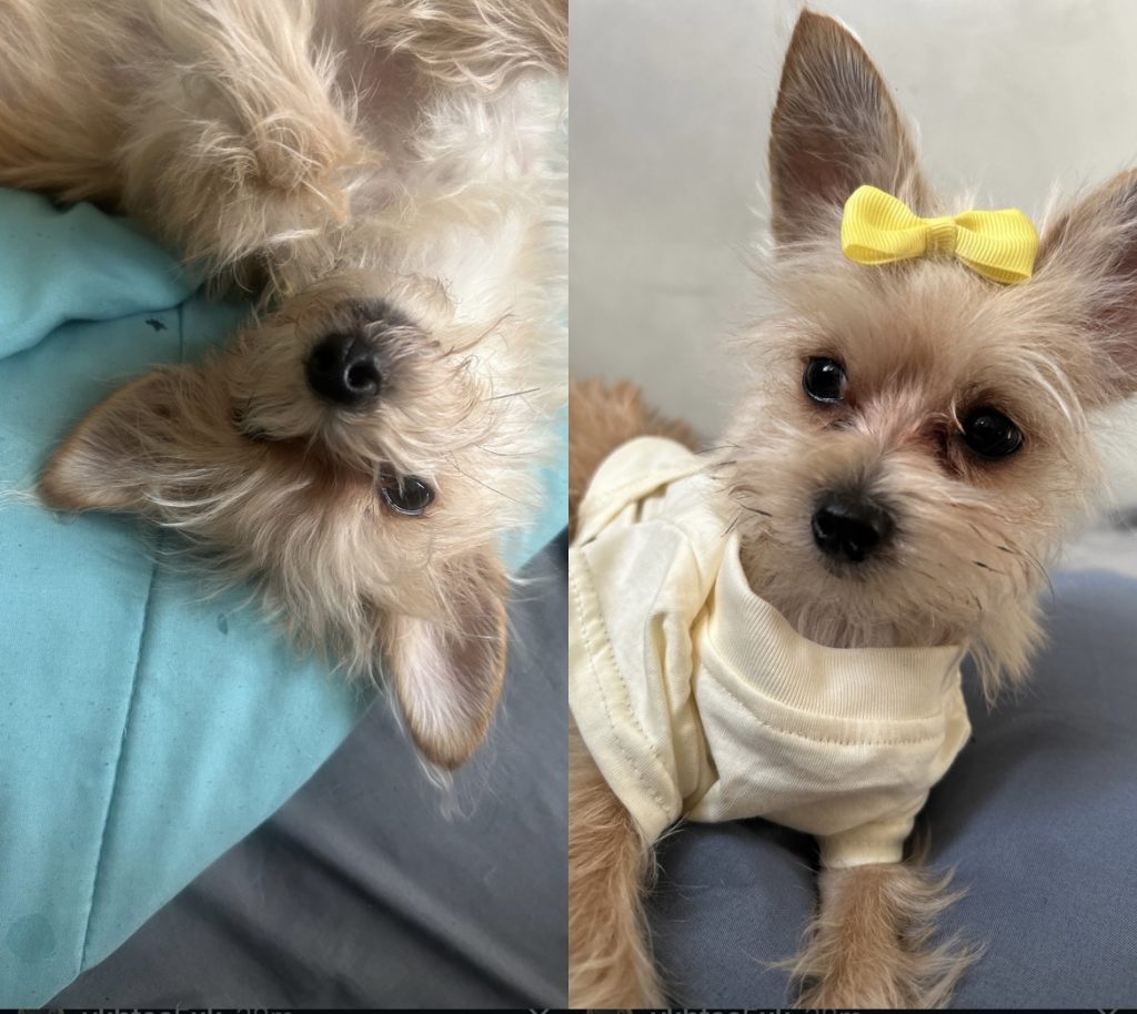 Scooby, lost dog, Tea cup yorkie