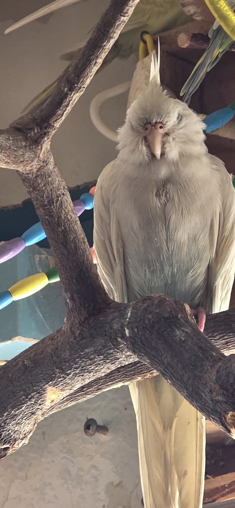 Yuki, lost bird, Albino cockatiel