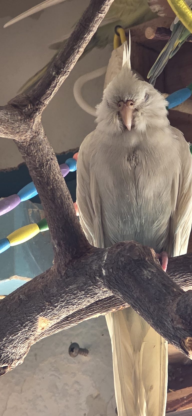 Yuki, lost bird, Albino cockatiel