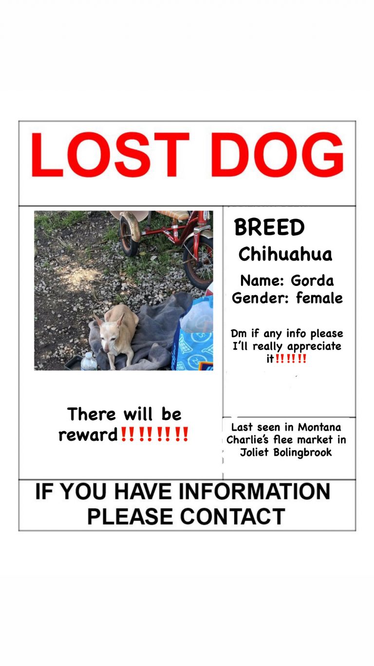 Gorda, lost dog, Chihuahua