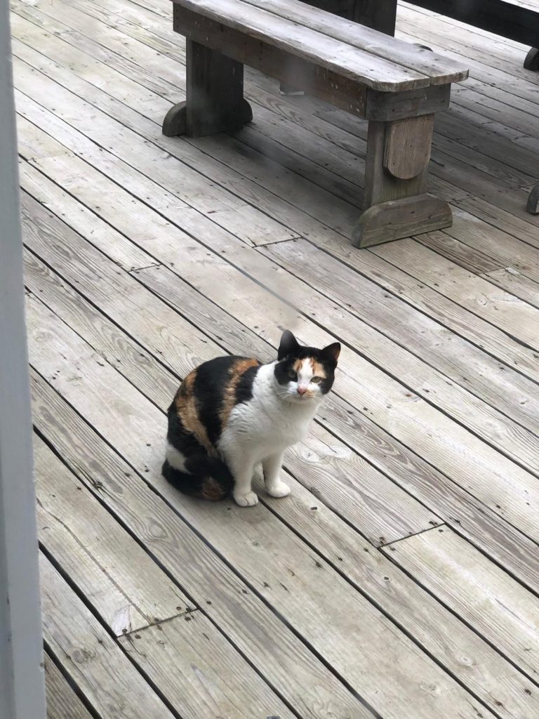 Lovita, lost cat, Outdoor