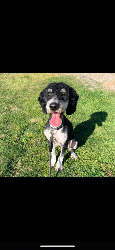 Moose, lost dog, Bernedoodle