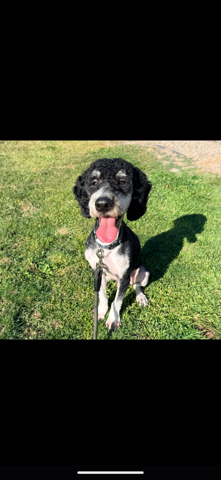 Moose, lost dog, Bernedoodle