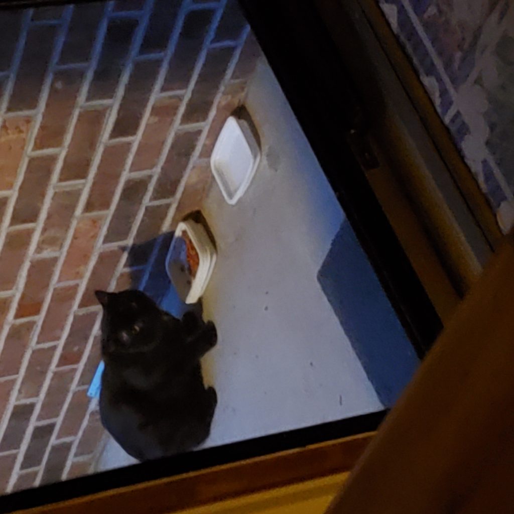 Franklin, lost cat, Black