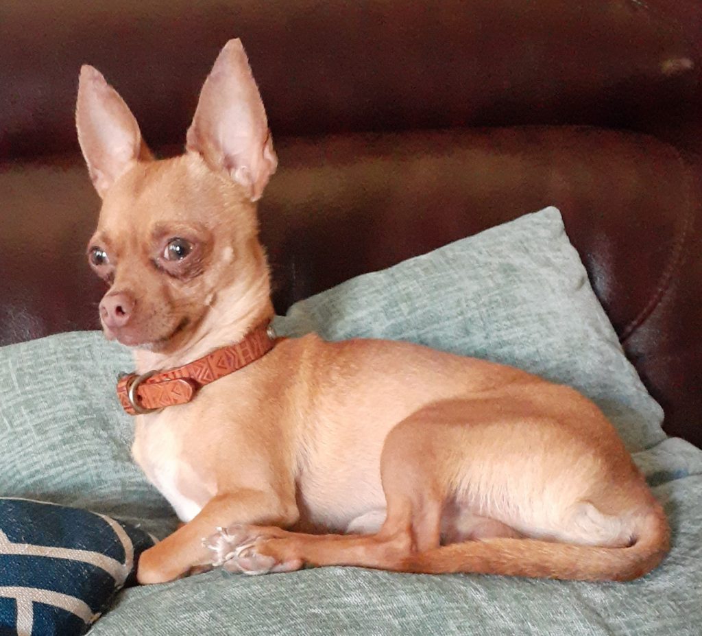 Paco, lost dog, chihuahua