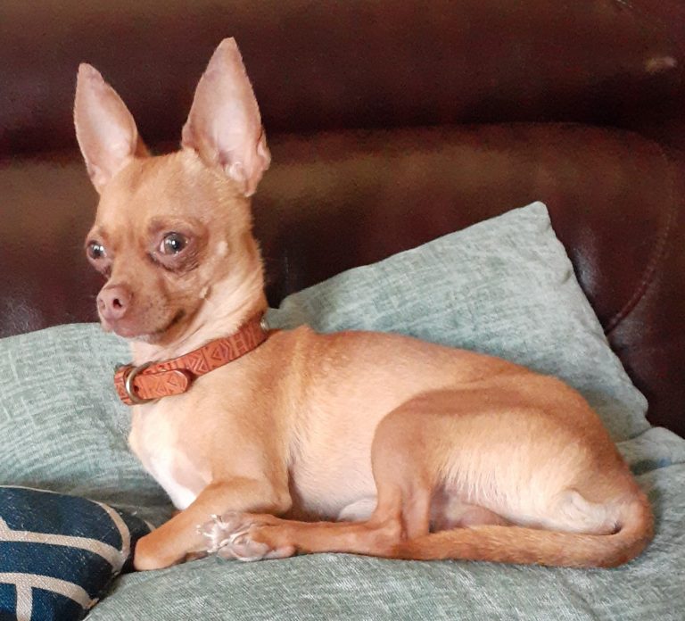 Paco, lost dog, chihuahua