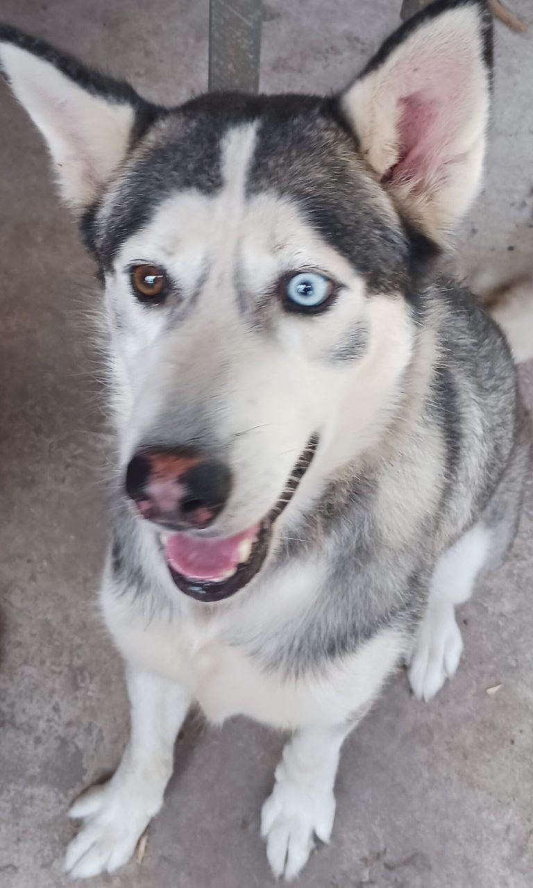 Nikki, lost dog, Husky