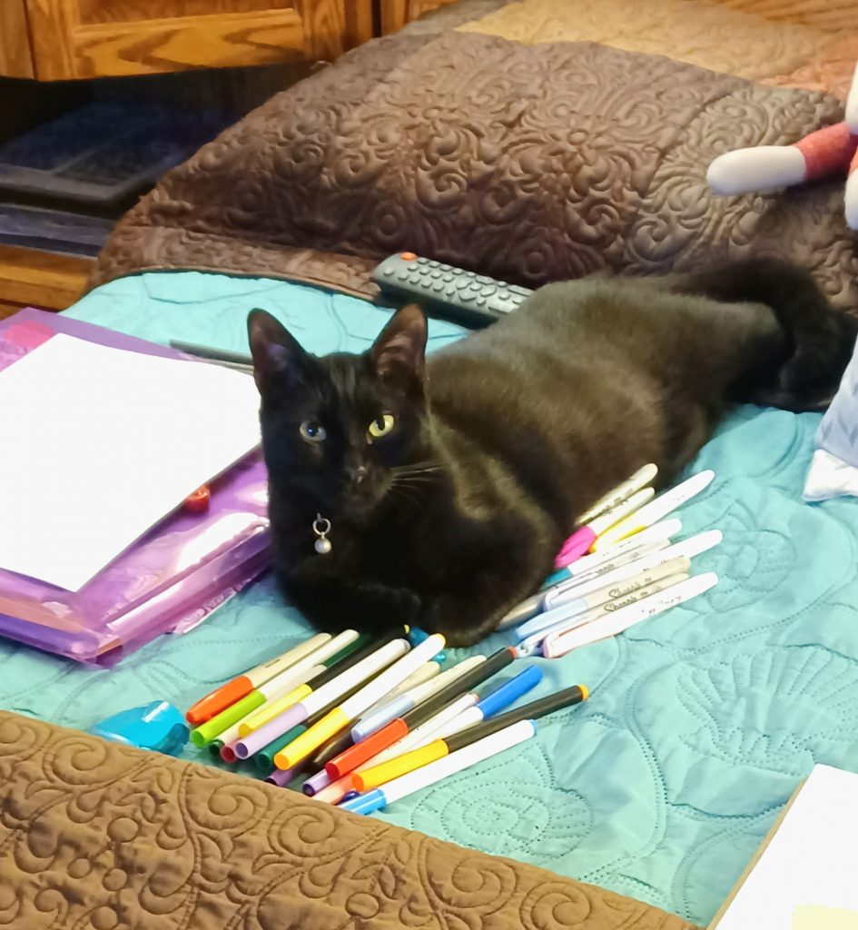 Salem, lost cat, Domestic shorthair