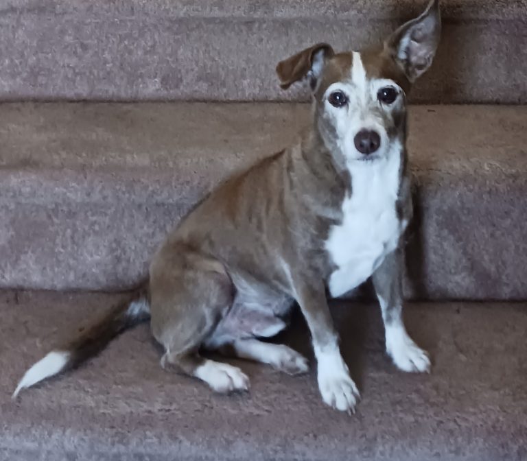 Peewee, lost dog, Rat Terrier mix