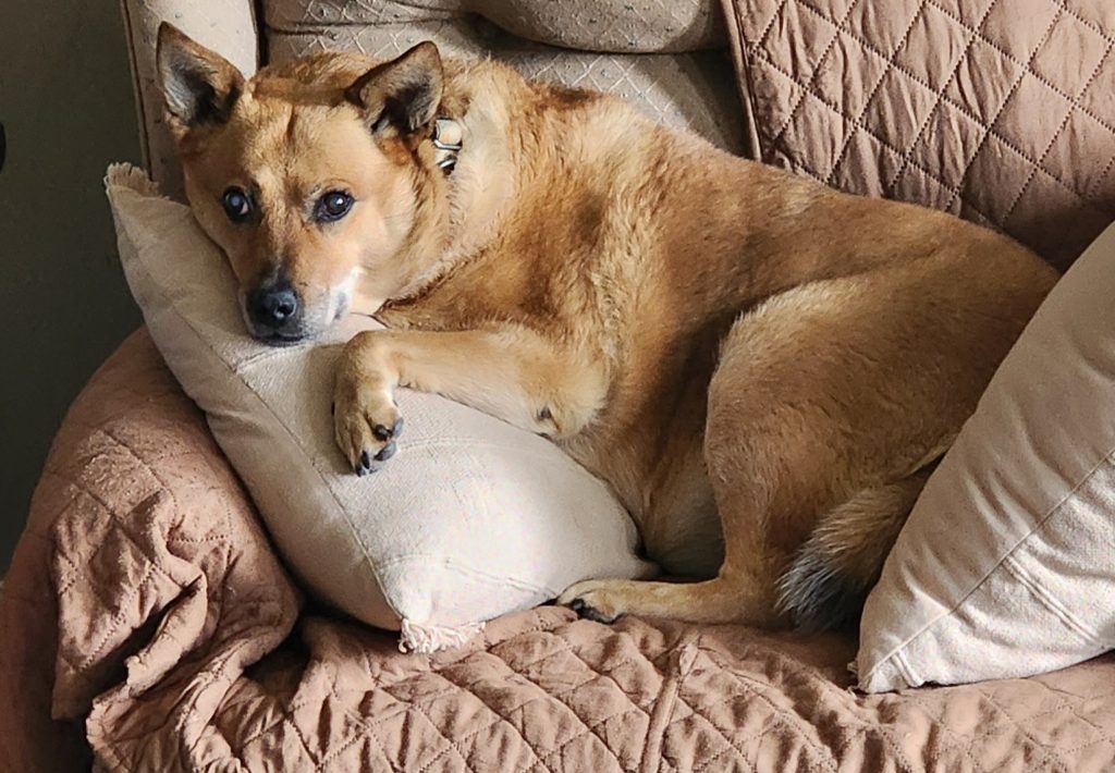 Winnie, lost dog, Cattle Dog