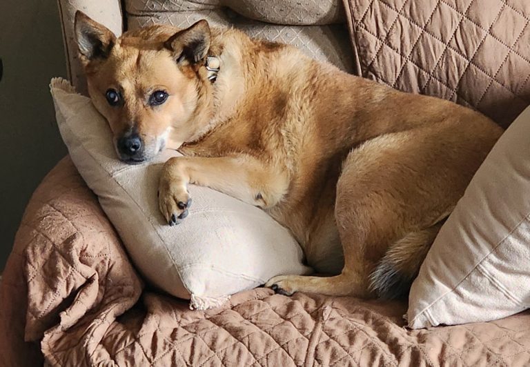 Winnie, lost dog, Cattle Dog