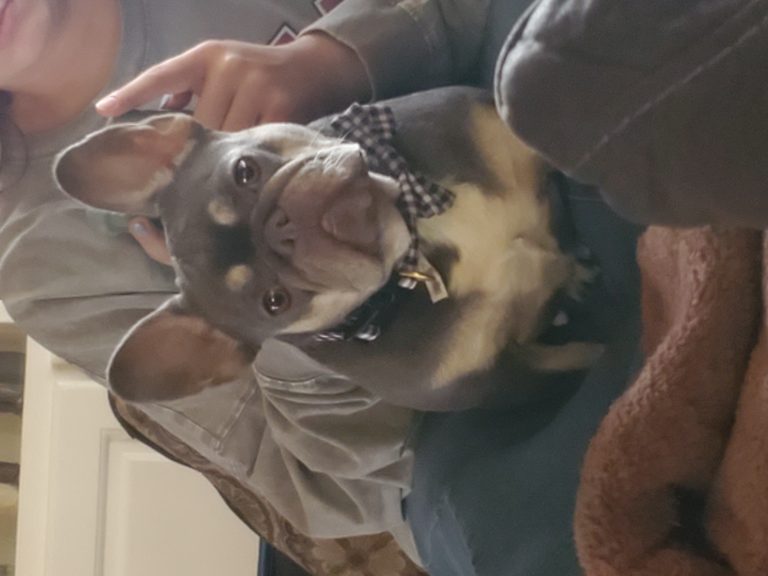 Bailey/Fat Dog, lost dog, French Bulldog