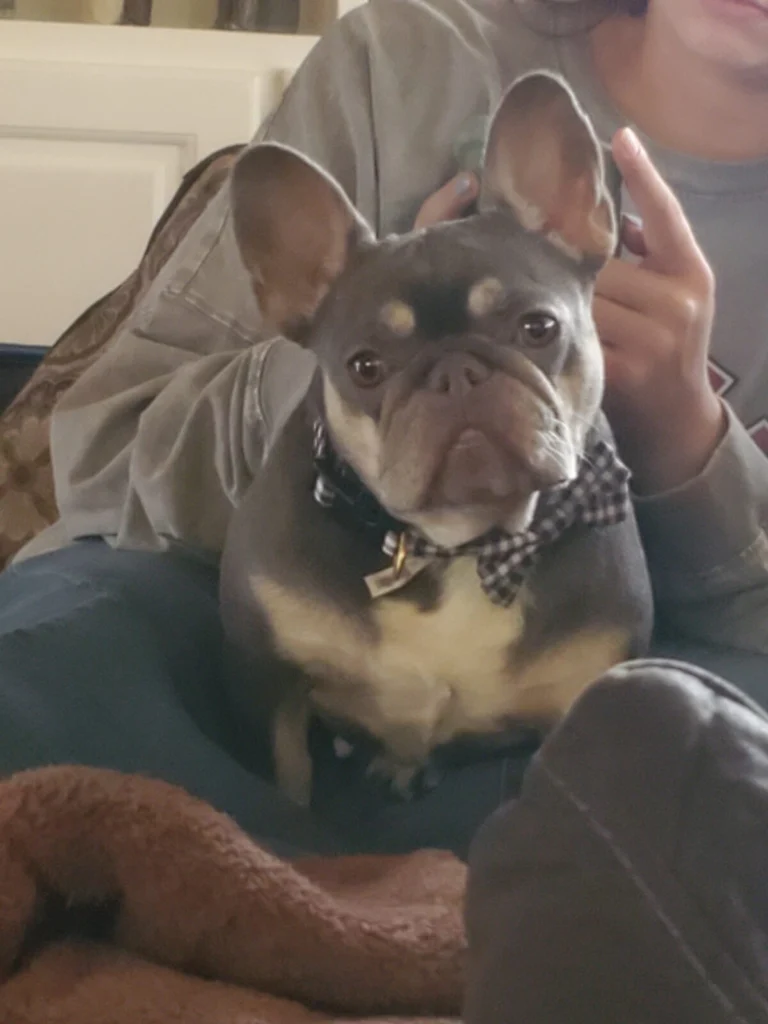 Bailey/Fat Dog, lost dog, French Bulldog