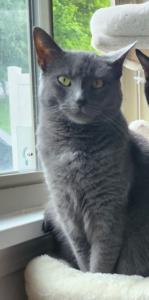 Oni, lost cat, DSH