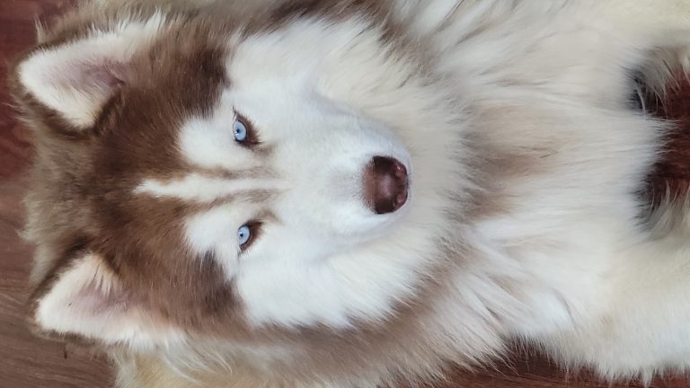 Charlie, lost dog, GUSKY