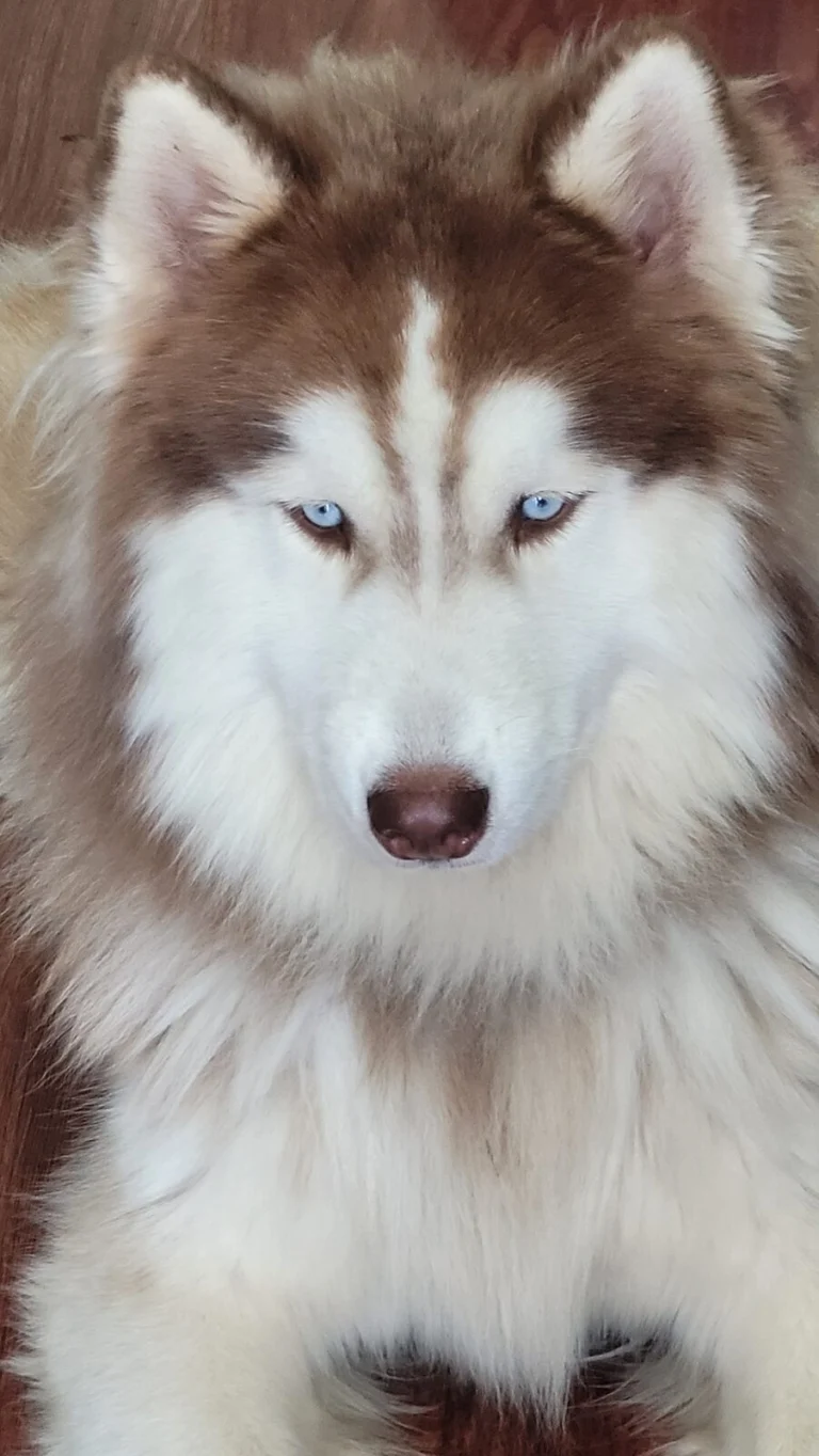 Charlie, lost dog, GUSKY